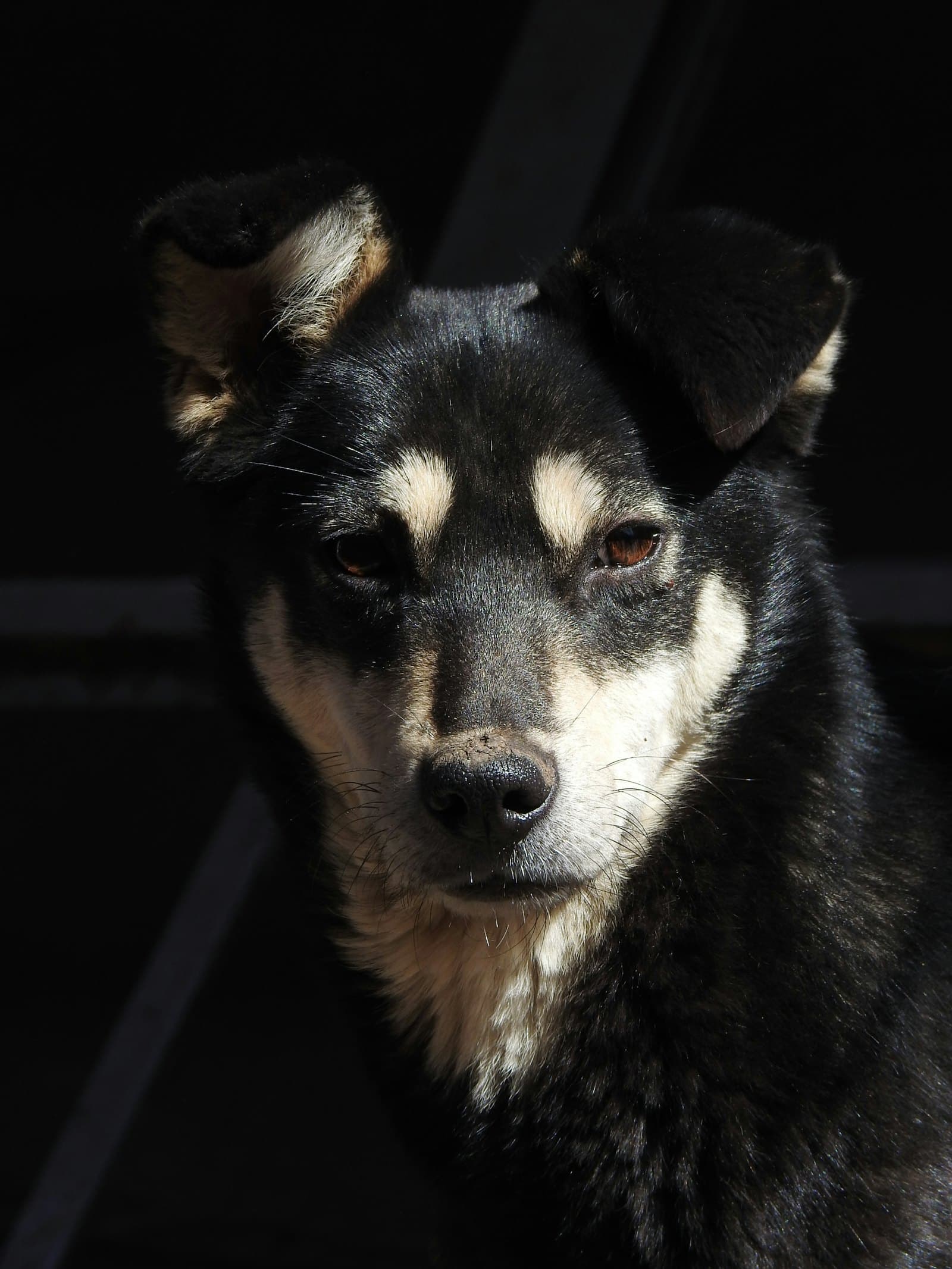 A black dog looking straight into the camera in low light